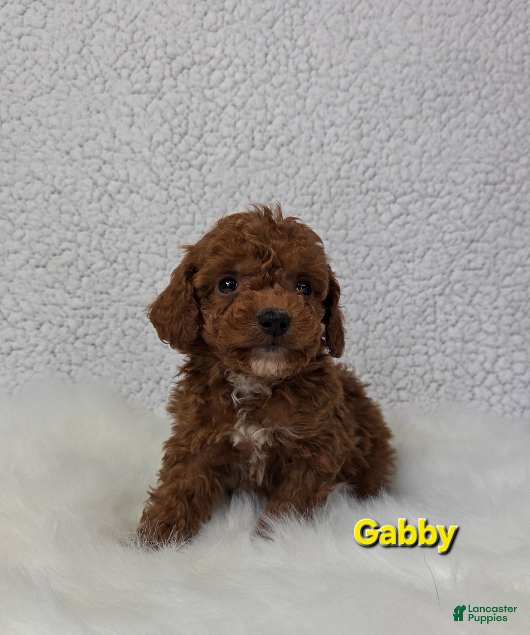 Miniature Poodle dogs for sale: Gabby - Ad 5