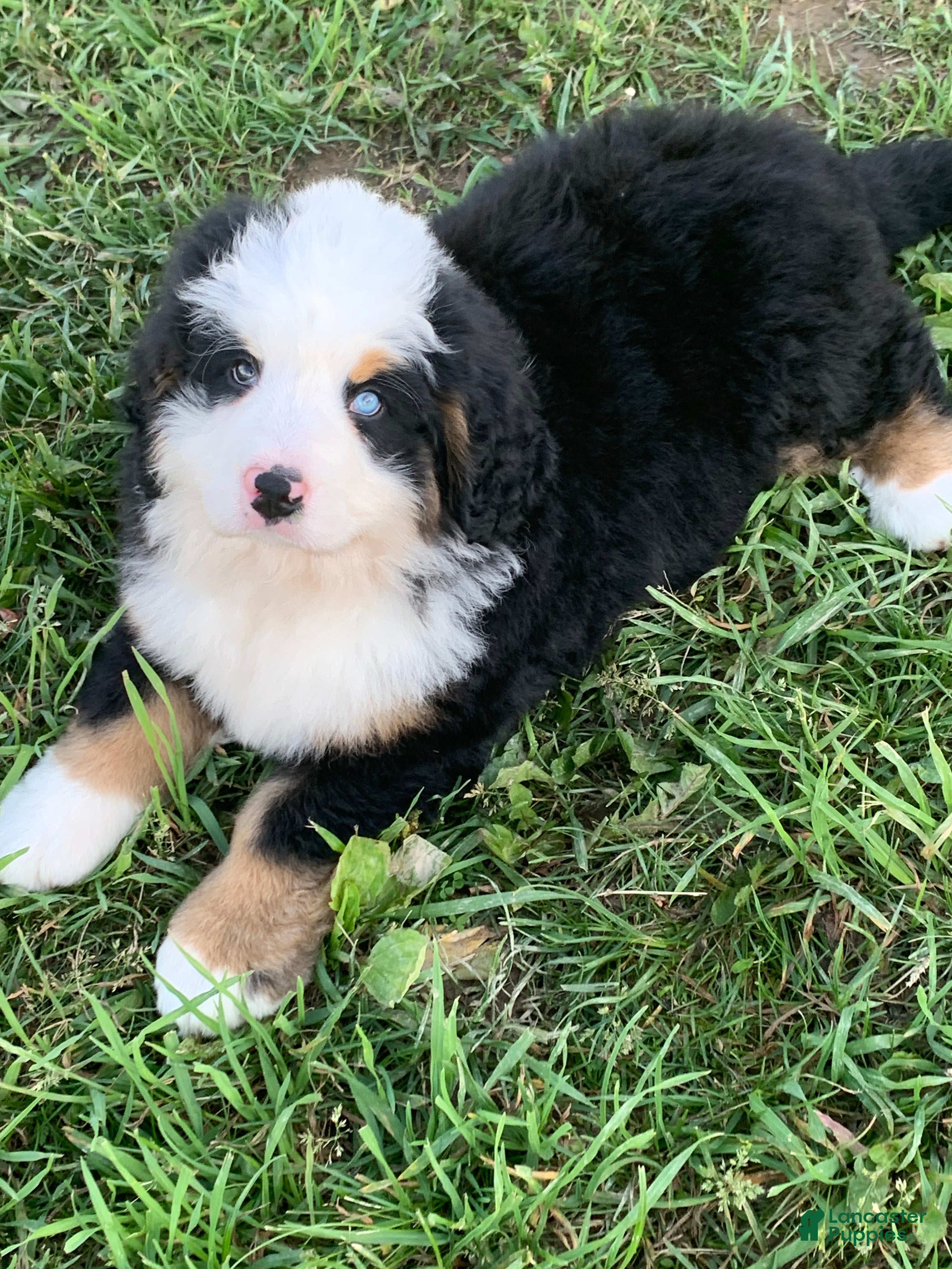 Bernese Mountain Dog dogs Rambo  - Ad 1