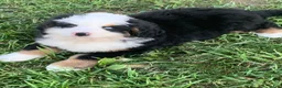Bernese Mountain Dog dogs for sale: Rambo  - Ad 8
