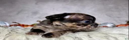 Mixed Breed dogs for sale: Mr. Beau  - Ad 3