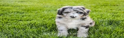 Sheepadoodle dogs for sale: Iris - Ad 2