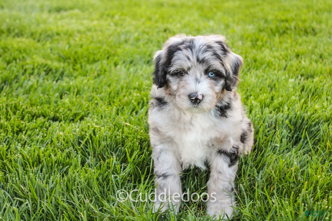 Sheepadoodle dogs for sale: Iris - Ad 2