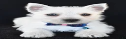 West Highland Terrier dogs for sale: Kobe - Ad 4