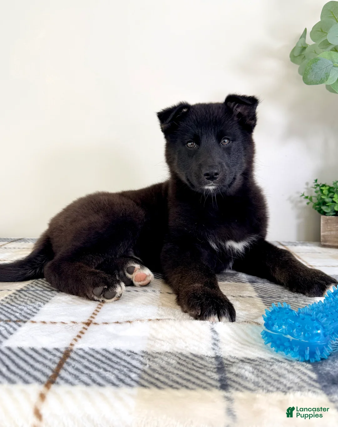 Gerberian Shepsky dogs for sale: Braxton - Ad 3