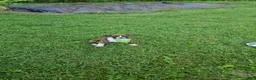 Boxer dogs for sale: Boxer 1 - Ad 2