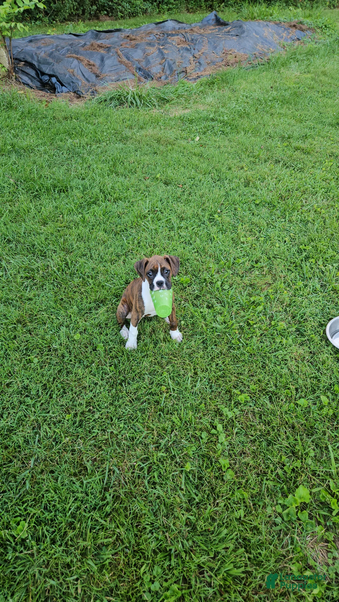 Boxer dogs for sale: Boxer 1 - Ad 2