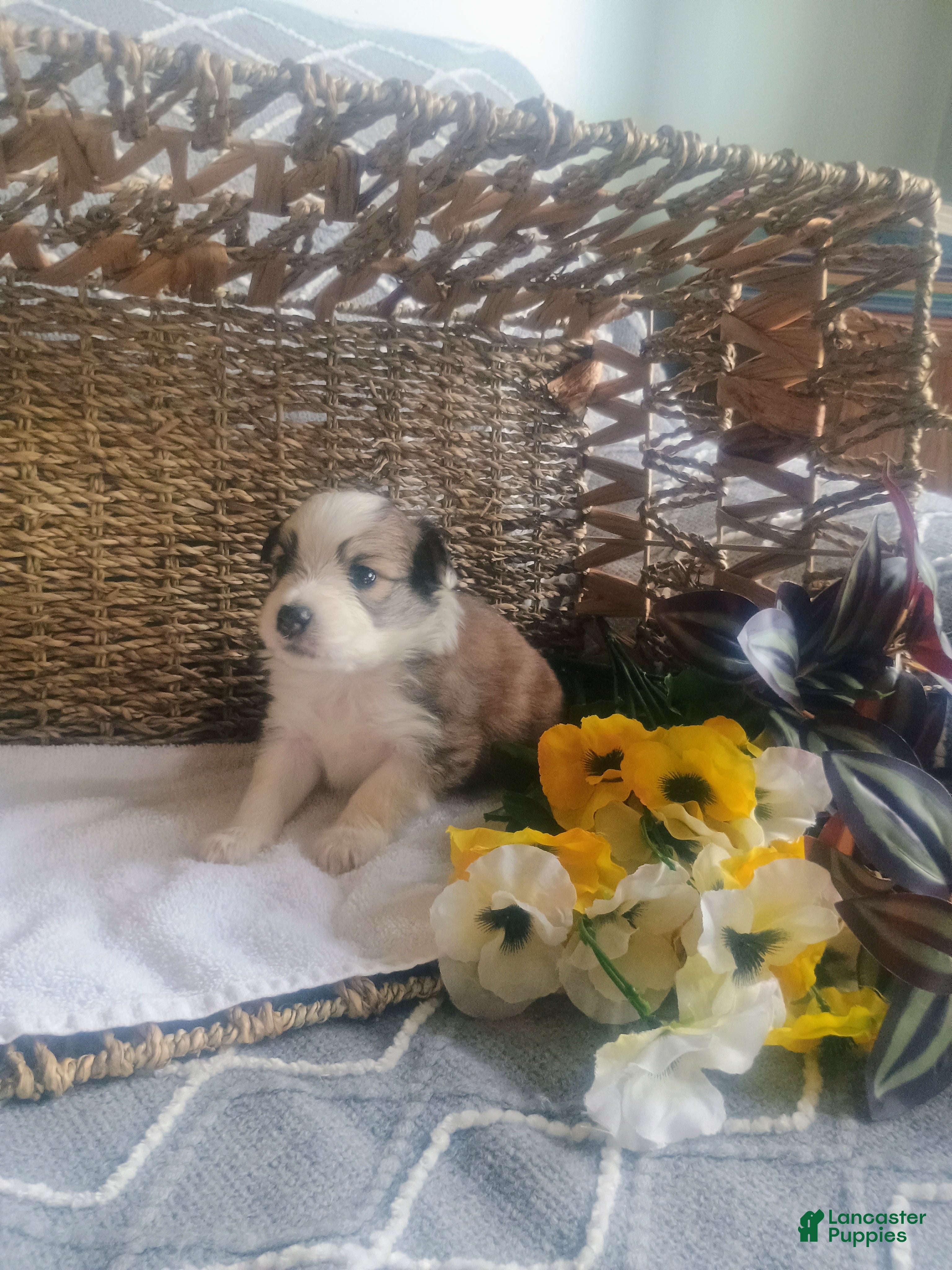 Mixed Breed dogs Mixed Breed Puppy 2 - Ad 32
