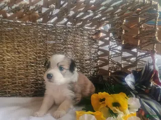 Mixed Breed dogs Mixed Breed Puppy 2 - Ad 32