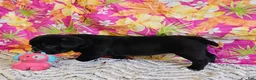 Mixed Breed dogs for sale: SALE! Mini Dolly Dimples - Ad 7