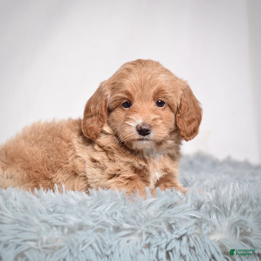 Mini Goldendoodle dogs for sale: Ms. Pearl - Ad 6