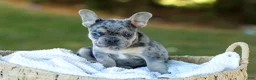 French Bulldog dogs for sale: Chase - Blue Merle - Ad 2