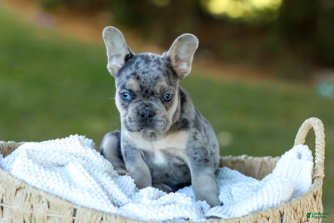 French Bulldog dogs for sale: Chase - Blue Merle - Ad 2