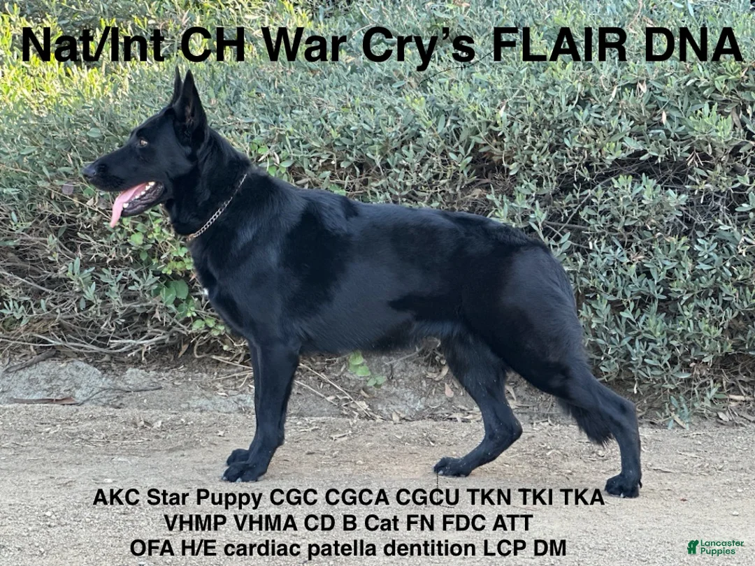 German Shepherd dogs for sale: Flair light blue girl - Ad 2