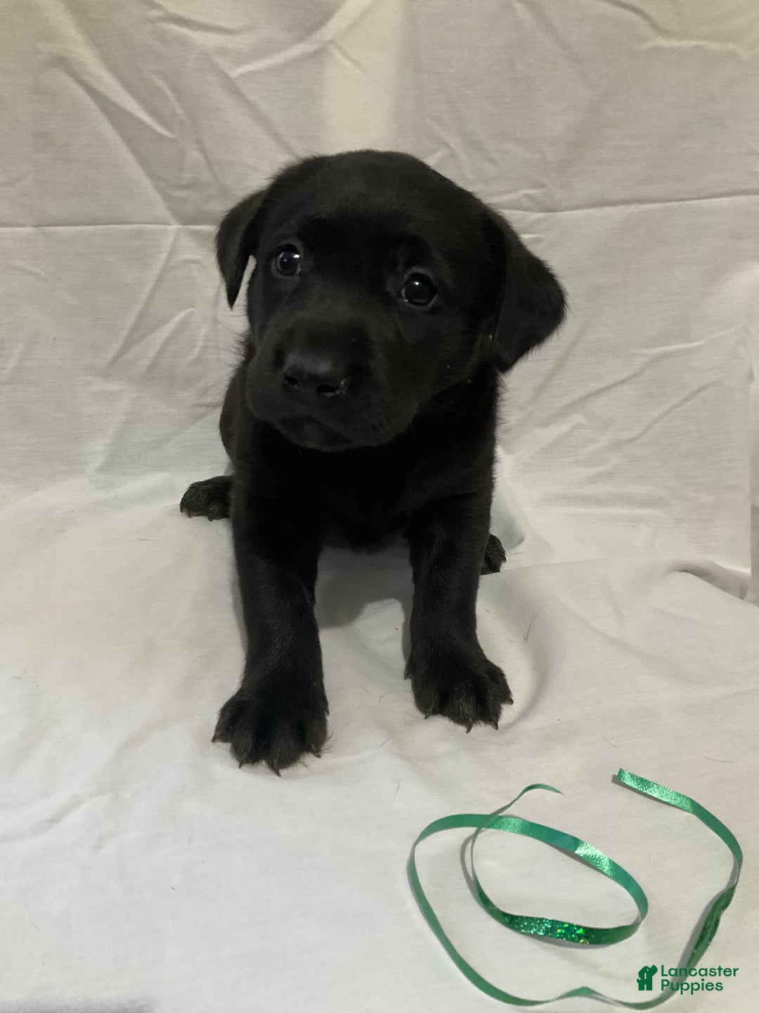 Labrador Retriever dogs for sale: Luna  - Ad 4