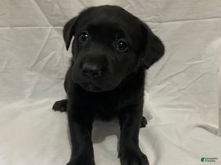 Labrador Retriever dogs Luna - Ad 30
