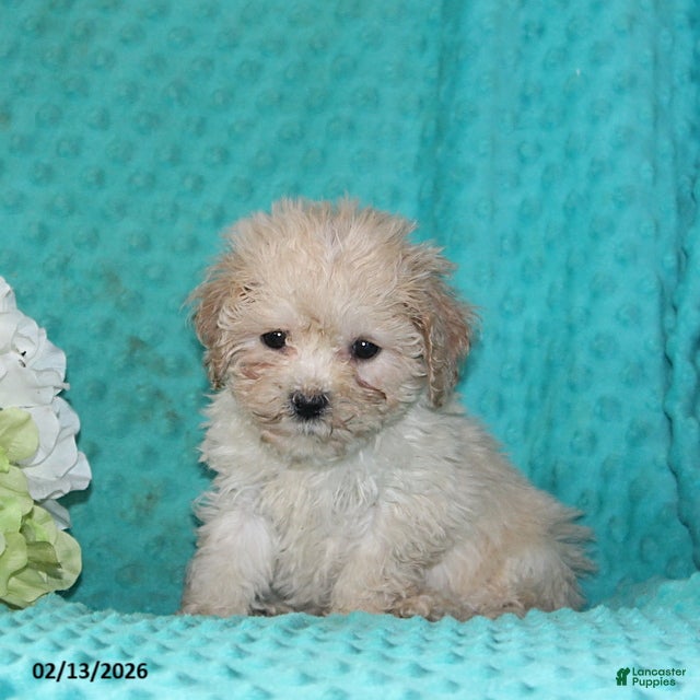 Bichpoo dogs Tulip - Ad 15