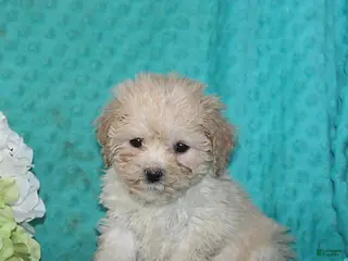 Bichpoo dogs Tulip - Ad 15