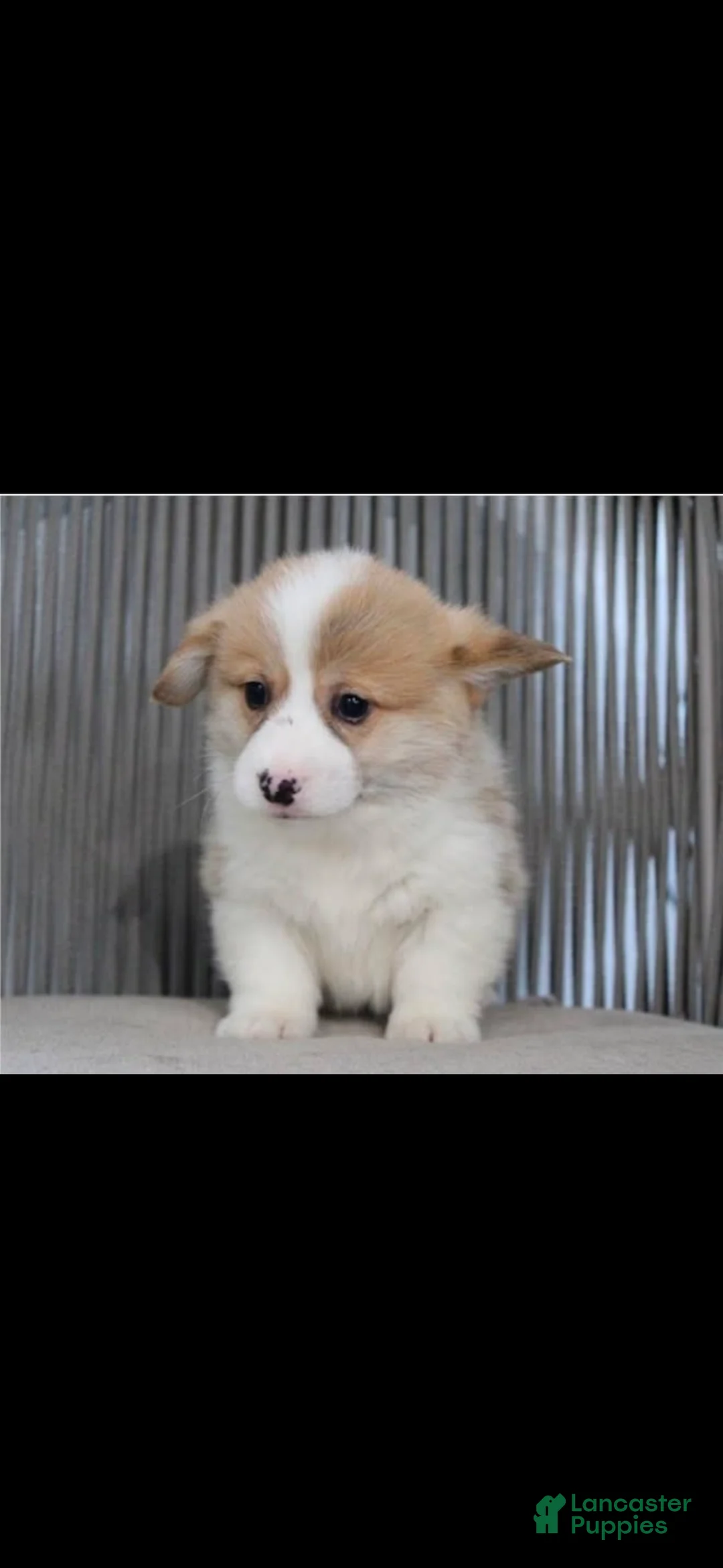 Welsh Corgi Pembroke dogs for sale: WALLY - Ad 1