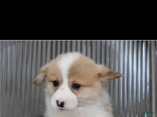 Welsh Corgi Pembroke dogs WALLY - Ad 10