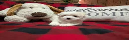 Maltese dogs for sale: Maltese Puppy 2 - Ad 6