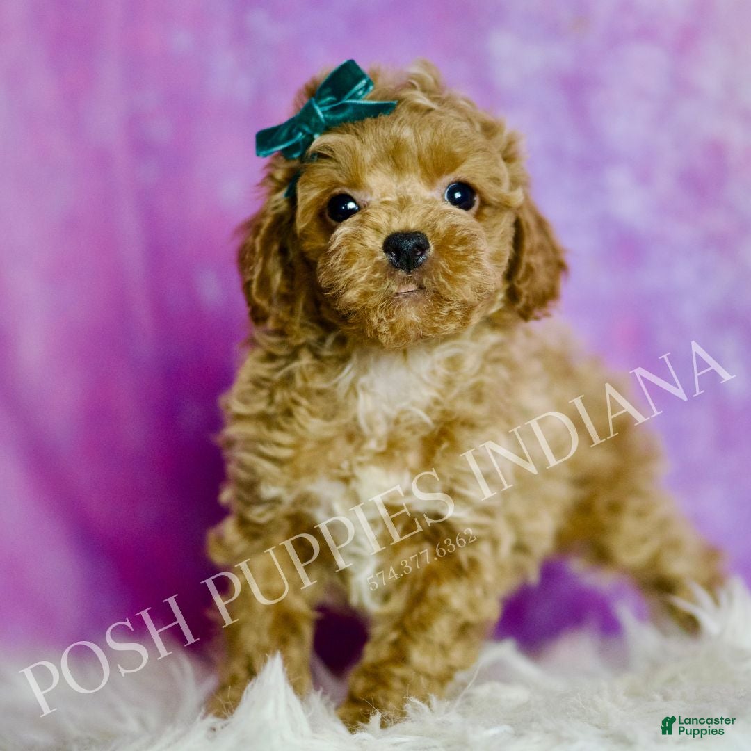 Standard Poodle dogs Tito - Ad 31