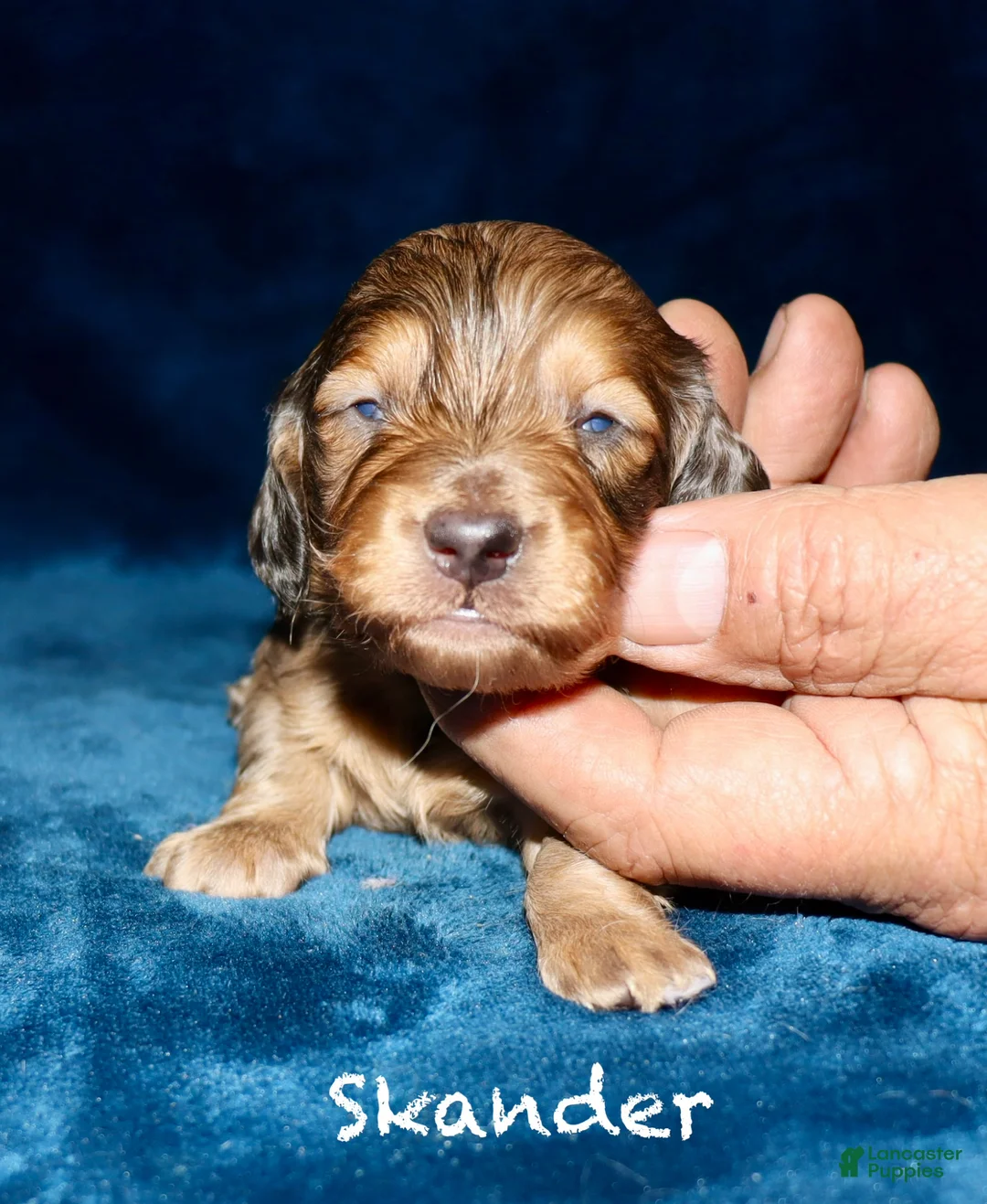 Miniature Dachshund dogs for sale: Skander - Ad 2