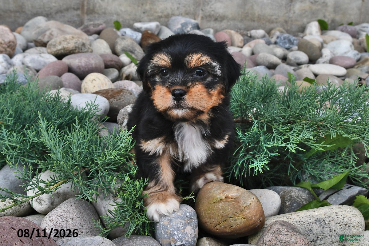 Shorkie dogs Shelli - Ad 2