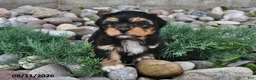 Shorkie dogs for sale: Shelli - Ad 2