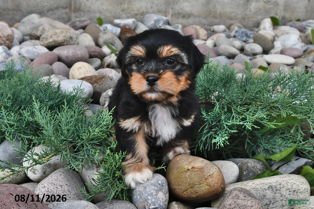 Shorkie dogs for sale: Shelli - Ad 2