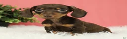Miniature Dachshund dogs for sale: Pepper 🍩 - Ad 2