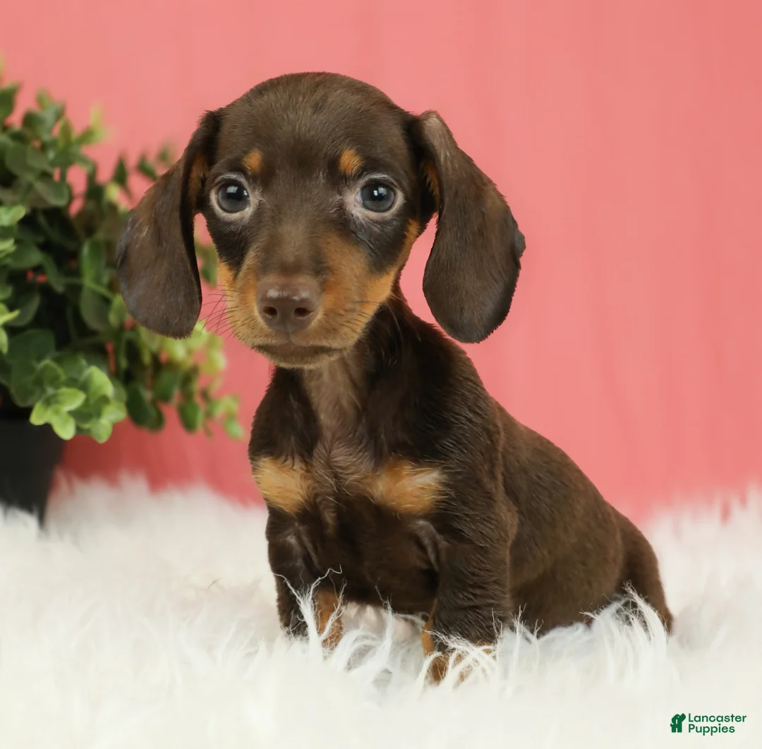 Miniature Dachshund dogs for sale: Pepper 🍩 - Ad 2
