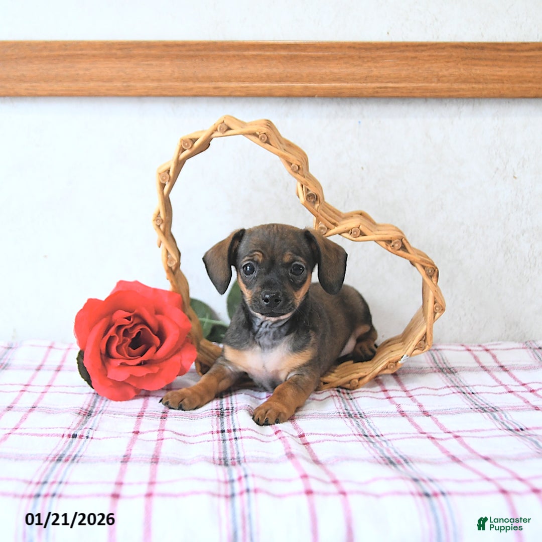 Mixed Breed dogs for sale: Romeo EXTRA SMALL - Ad 2