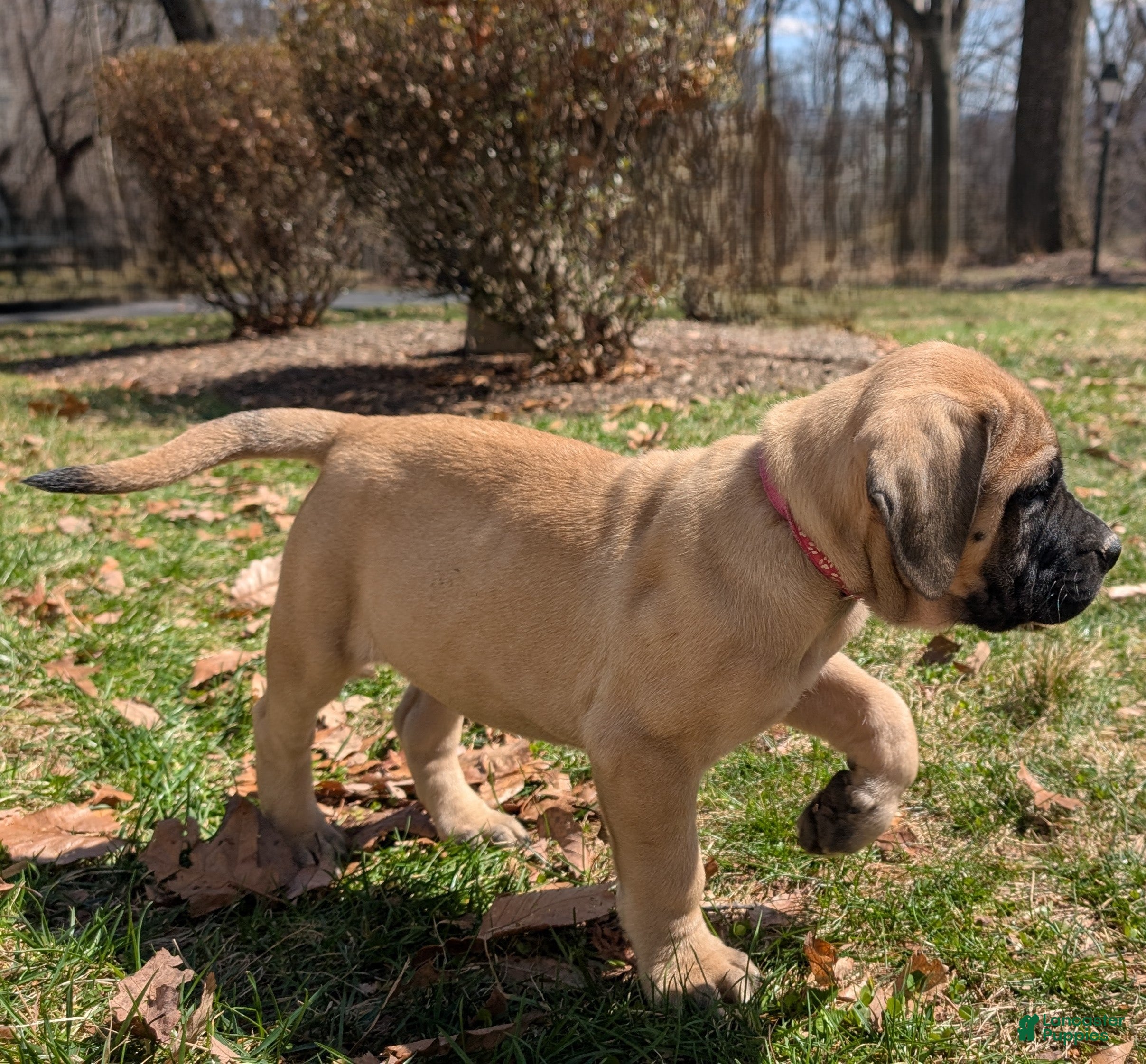English Mastiff dogs Flo - Ad 17