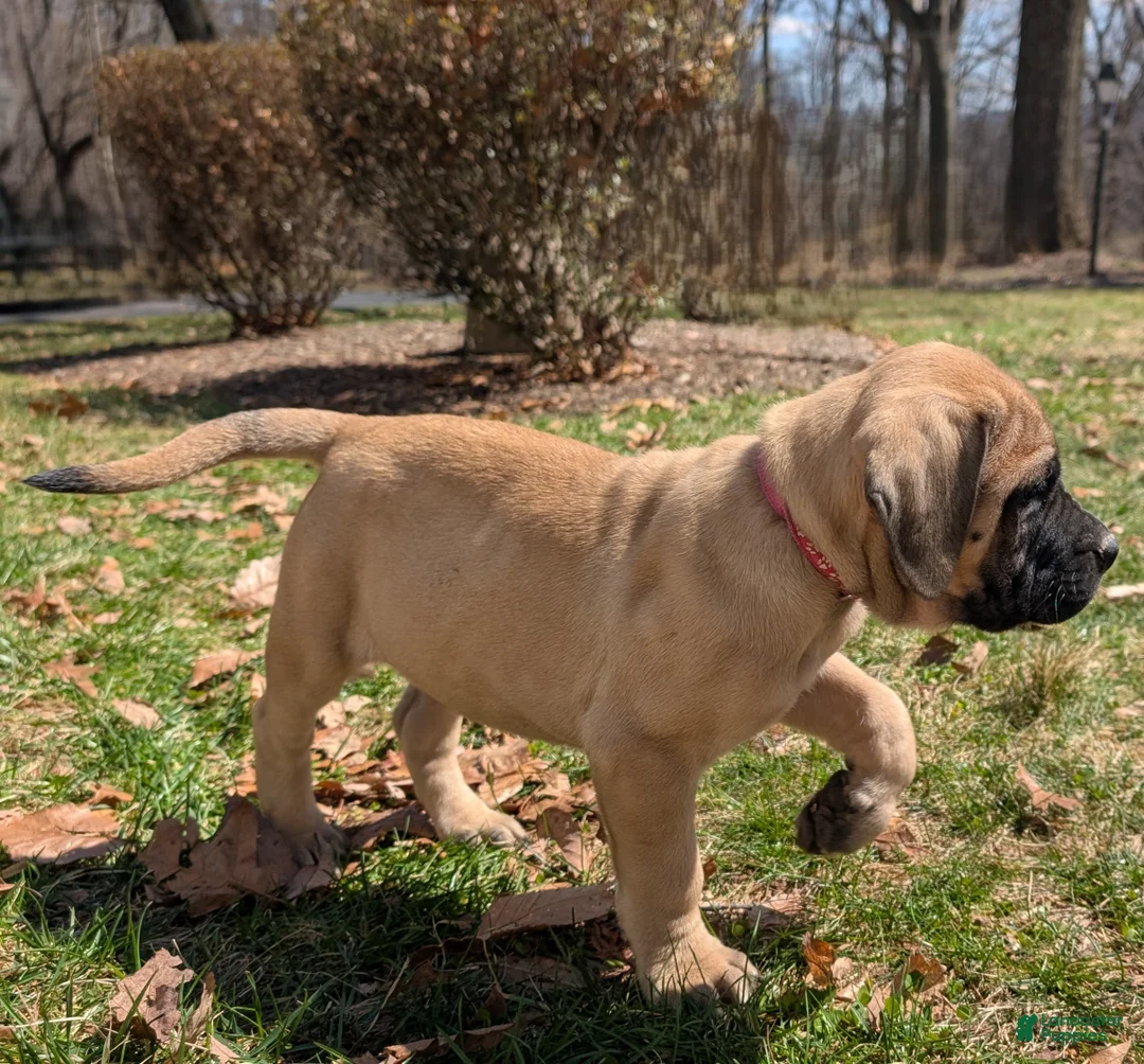 English Mastiff dogs for sale: Flo - Ad 1