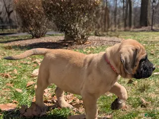 English Mastiff dogs Flo - Ad 17