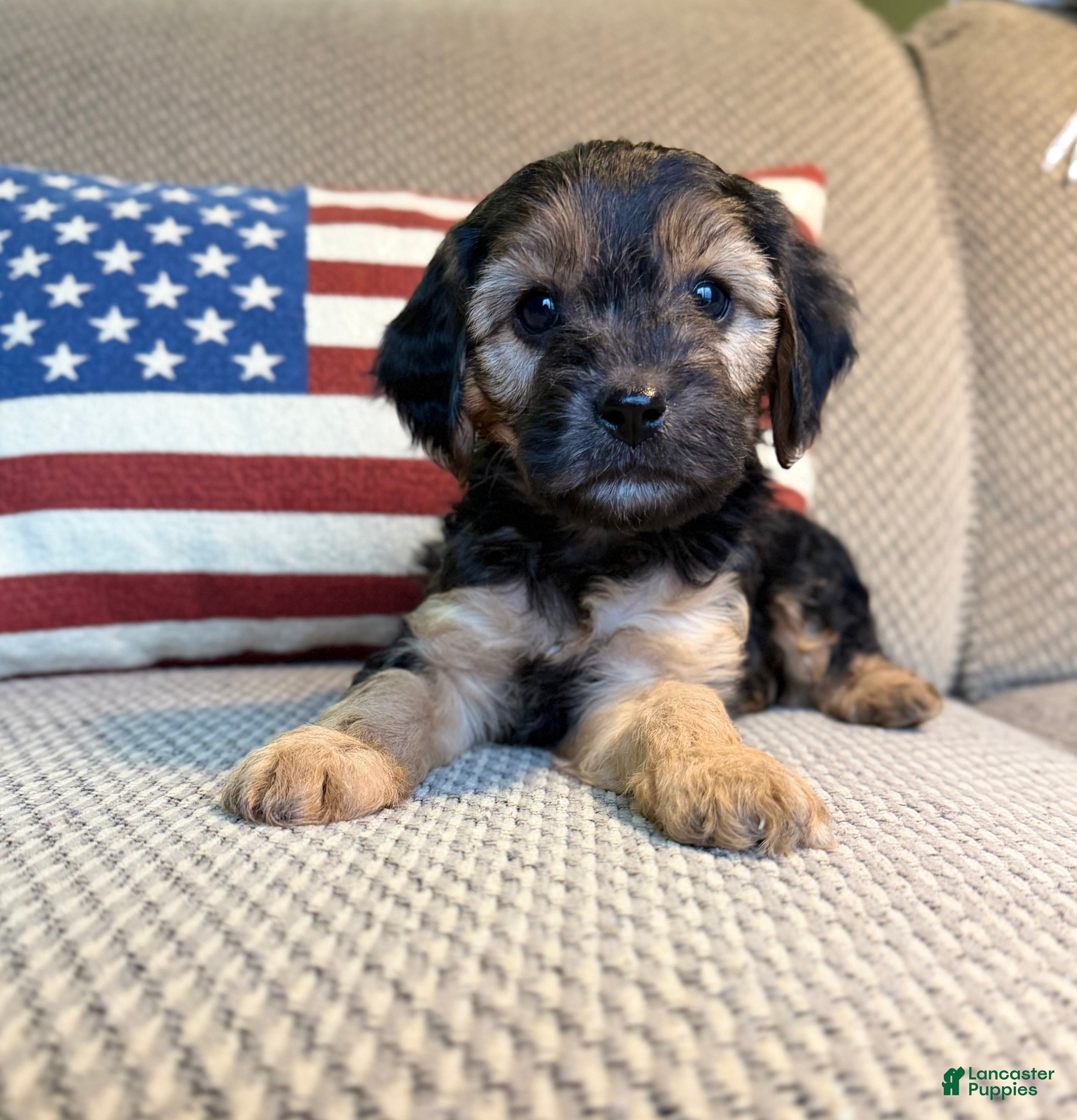 Cavapoo dogs Chestnut - Ad 10