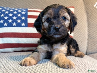 Cavapoo dogs Chestnut - Ad 10