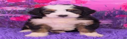 Mini Bernedoodle dogs for sale: Hendrix - Ad 1