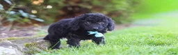 Cavapoo dogs for sale: Vince - Ad 6