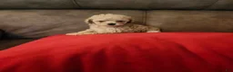 Toy Poodle dogs for sale: Toy Poodle Puppy 2 - Ad 5