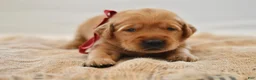 Golden Retriever dogs for sale: Red Collar - Ad 14
