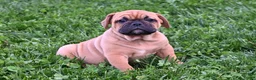 Mixed Breed dogs for sale: Charlie - Ad 4
