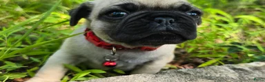 Moe