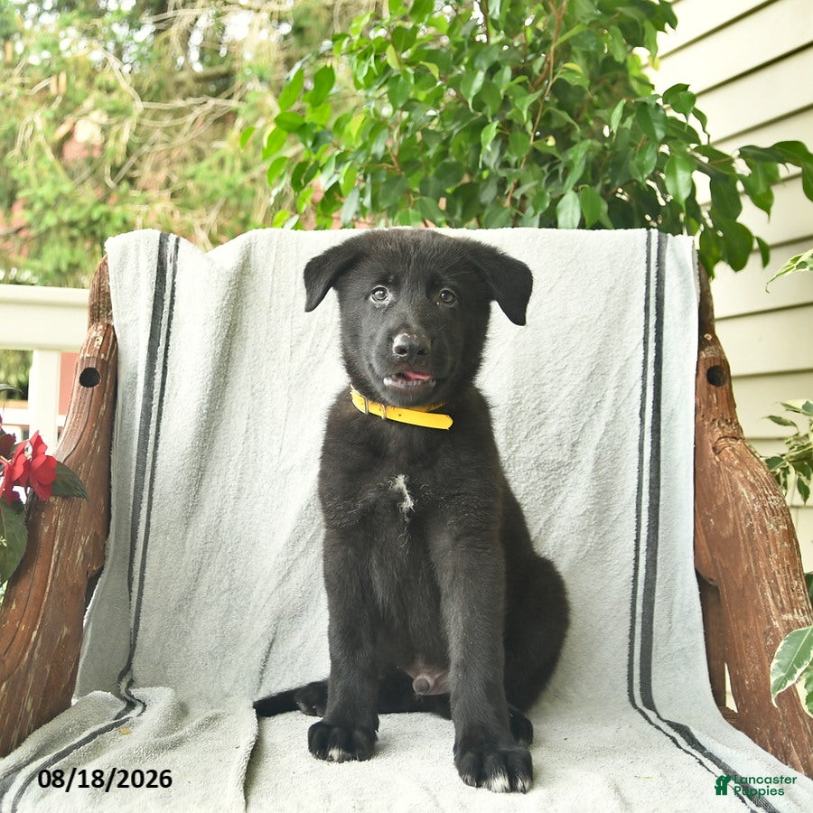 German Shepherd dogs Griffin  - Ad 1