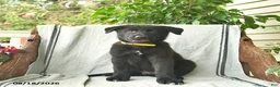 German Shepherd dogs for sale: Griffin  - Ad 1