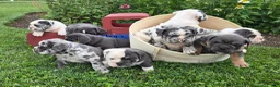 Olde English Bulldogge dogs for sale: Gabe - Ad 7