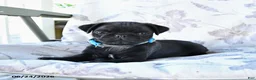 Pug dogs for sale: Matthew - Ad 5