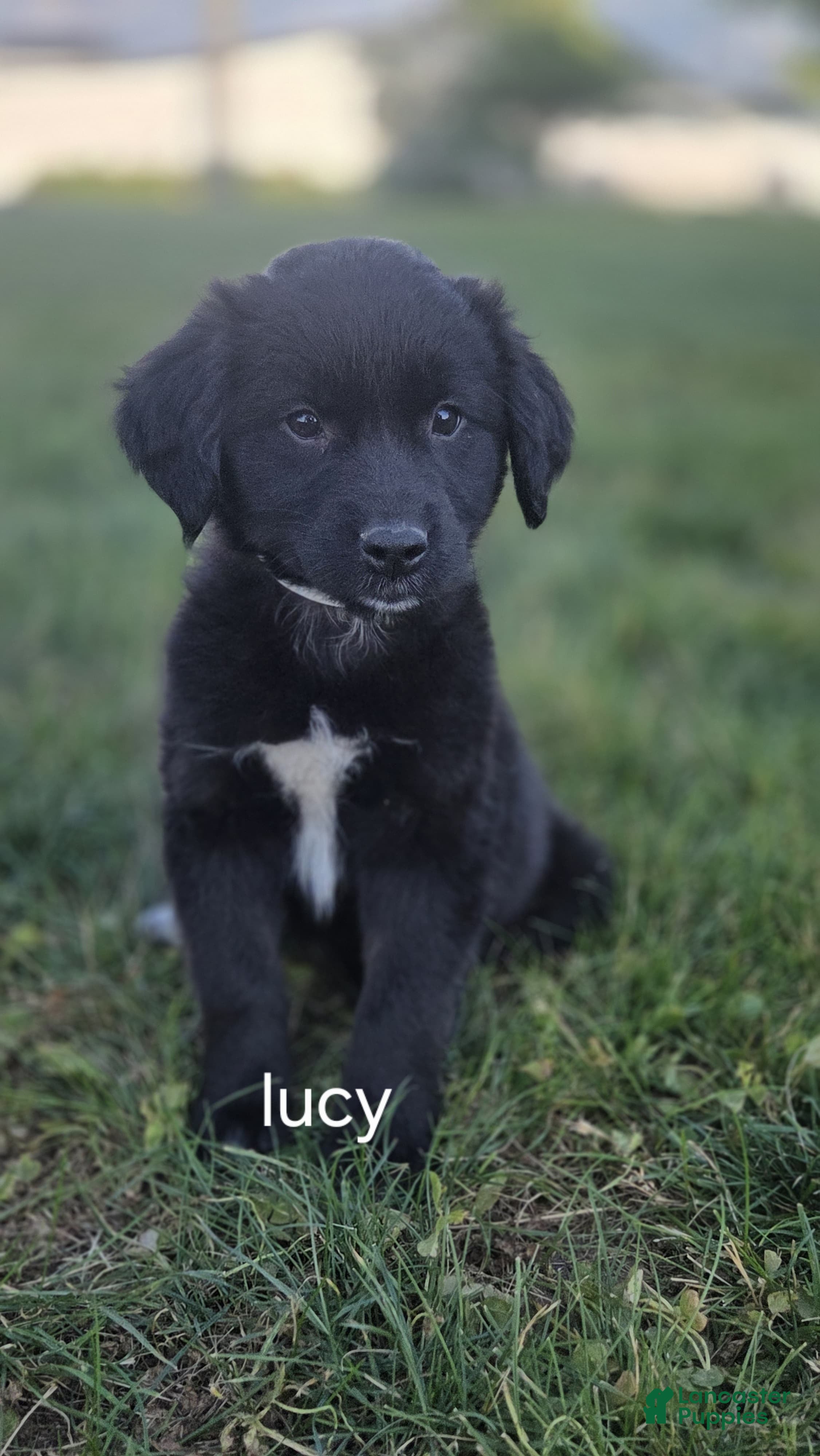 Mixed Breed dogs Lucy - Ad 1