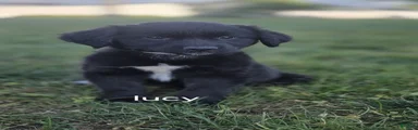 Lucy
