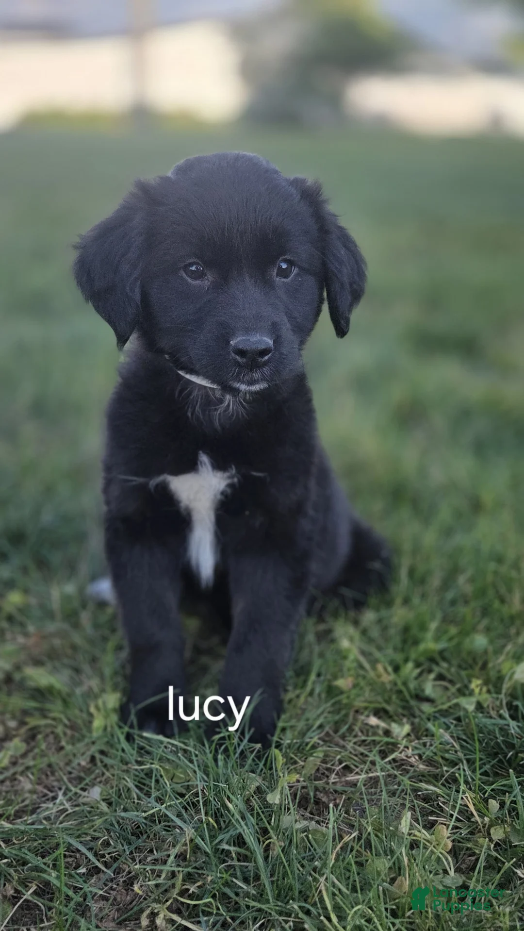 Mixed Breed dogs for sale: Lucy - Ad 1